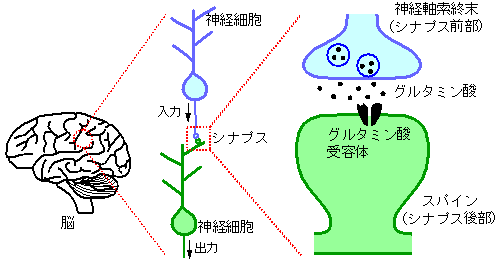 神経細胞の構造図