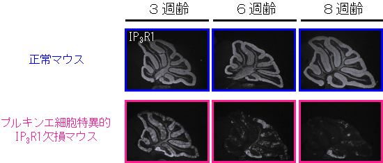 プルキンエ細胞でのIP3R1の発現の比較の図