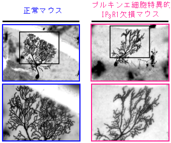 プルキンエ細胞の樹状突起の形態観察結果の図