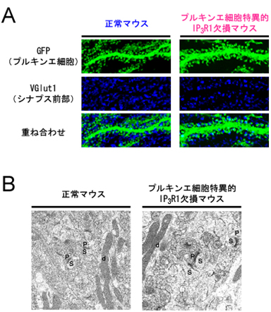 スパインのシナプス形成観察結果の図