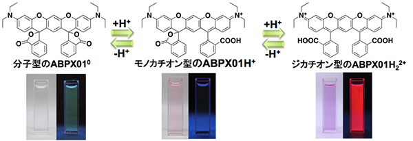 ABPXの溶液中での分子構造と発色や蛍光の様子の図