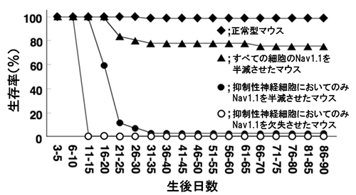 抑制性神経細胞でNav1.1を半減・欠失させたマウスの生存率の図