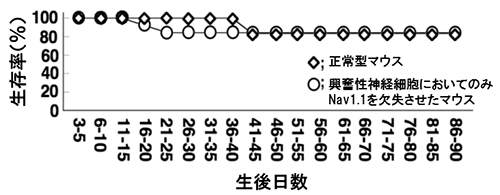 興奮性神経細胞でNav1.1を欠失させたマウスの生存率の図