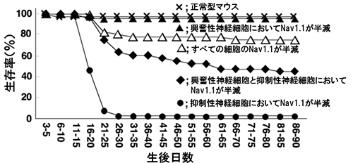 抑制性神経細胞、興奮性神経細胞を半減させたマウスの生存率の図