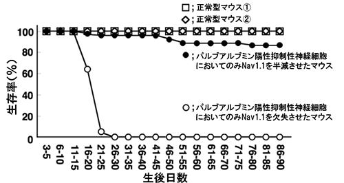 PV陽性抑制性細胞でNav1.1を半減・欠失させたマウスの生存率の図