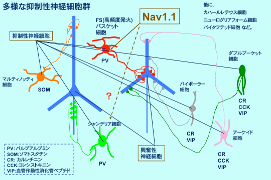 パルブアルブミン（ＰＶ）陽性抑制性神経細胞の図：多様な抑制性神経細胞群