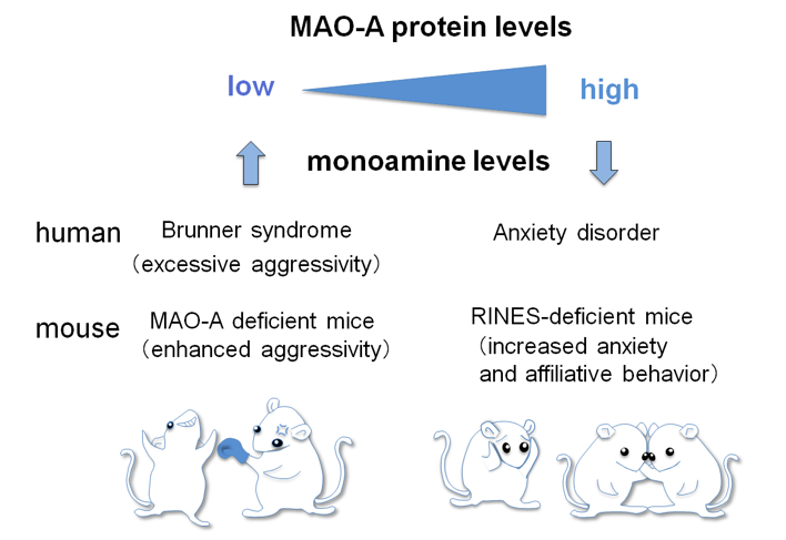 Diagram showing the relationship between MAOA levels and signs