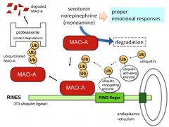 Ubiquitination of MAO-A