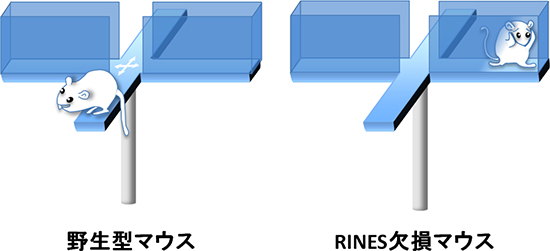 野生型マウスとRINES欠損マウスの不安傾向の比較の図