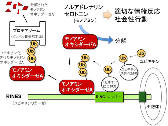 RINESの働きの図