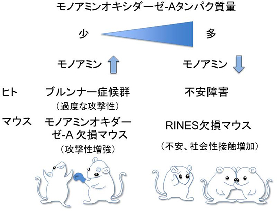 モノアミンオキシダーゼAタンパク質の量と精神疾患の関係の図