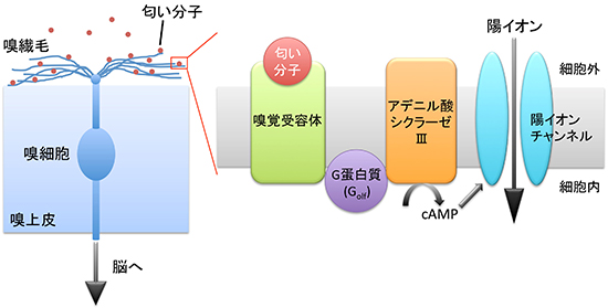 マウスの嗅細胞における匂い情報のシグナル伝達機構図