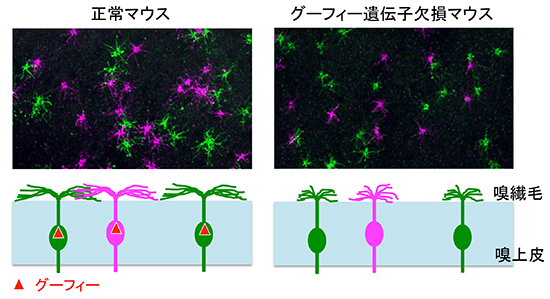 グーフィー遺伝子欠損マウスでは嗅繊毛が短くなる（形態の異常）の図