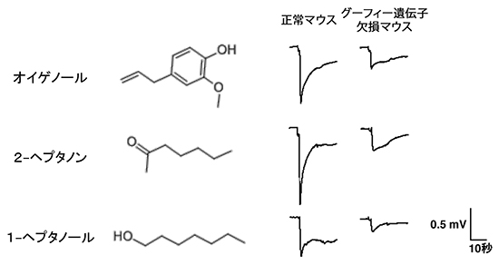 グーフィー遺伝子欠損マウスは匂いに鈍感（神経活動の異常）の図