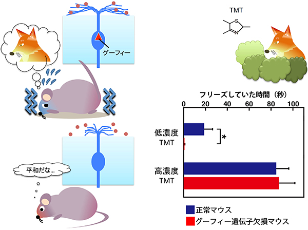 グーフィー遺伝子欠損マウスは天敵の匂いにも鈍感（行動の異常）の図