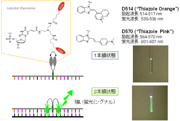 配列特異的な認識を行なうEprobeの図