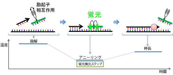 Eprobe-PCRの概要図