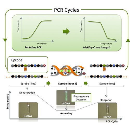 Image showing use of Eprobe® in real-time PCR
