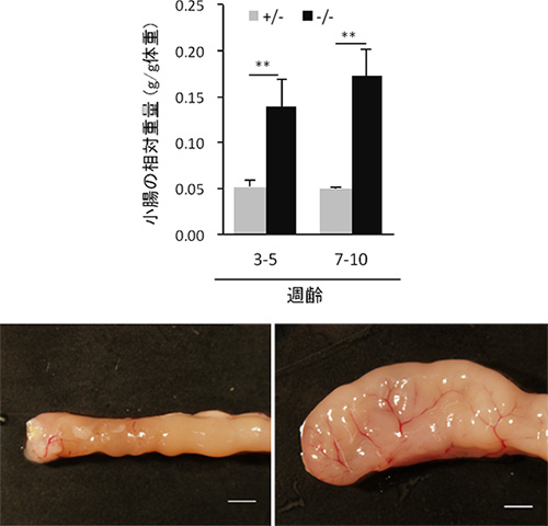 APA-1B欠損マウスにおける小腸重量の増加の図