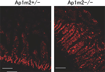 AP-1B欠損マウスの腸管上皮細胞の増殖を表す図
