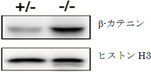 AP-1B欠損マウスの腸管上皮細胞におけるβ-カテニンの核への移行の図