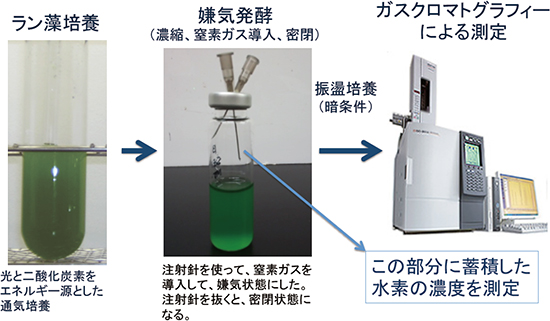 嫌気発酵条件でのラン藻培養の図