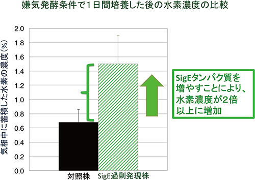 SigEタンパク質量増加による水素増産の図