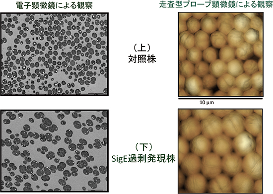 SigEタンパク質量増加による対照株（上）とSigE過剰発現株（下）の細胞の比較の図