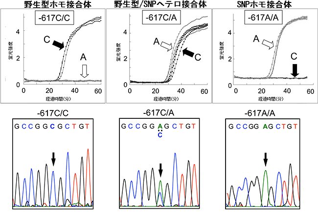 NRF2遺伝子のSNP（-617C>A）の迅速検出（上）と従来シーケンス法の結果（下）の例の図