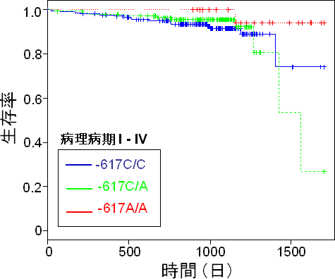 SNP（－617C>A）を持つ肺がん患者の術後生存率の図