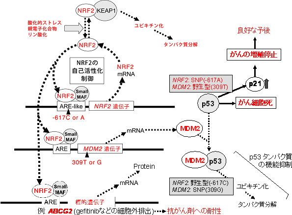 石川上級研究員らの提案する分子機構図