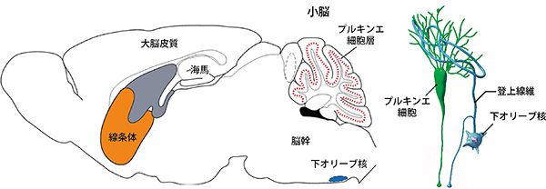 マウスの脳構造における各脳領域の位置とプルキンエ細胞への情報伝達経路図