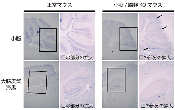 マウスの脳内における神経活動の指標であるcfos mRNAの観察の図