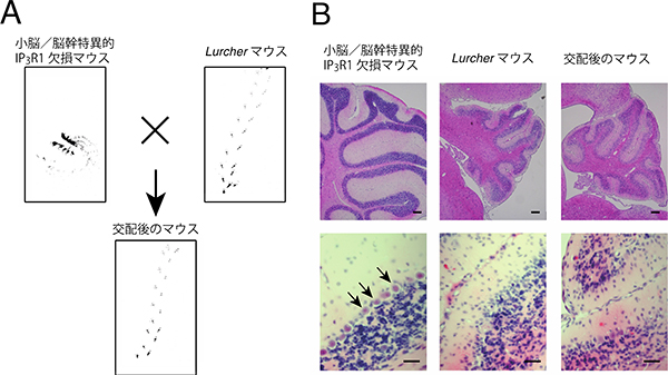 プルキンエ細胞を欠失させた小脳/脳幹だけでIP3R1を欠損させたマウスにおける歩行実験と小脳の図