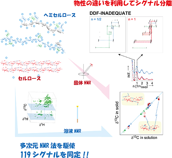 多次元NMR法によるリグノセルロースの解析図