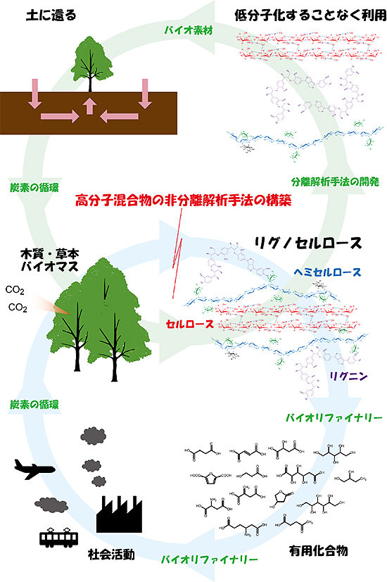 高分子混合物解析手法の進展によるバイオマスの理解と利用の図