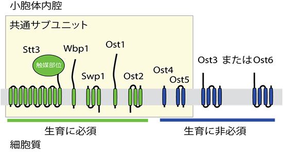 出芽酵母OSTのサブユニットの構造図
