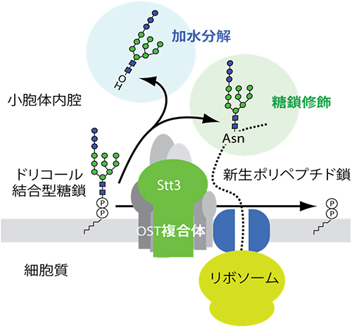 OSTが触媒する糖鎖修飾と分解反応の図