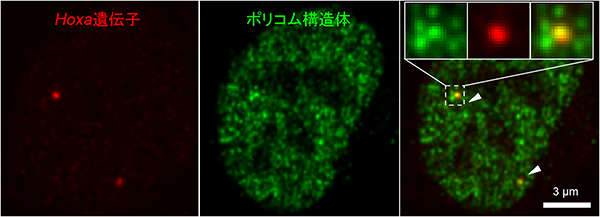 ポリコム構造体の図