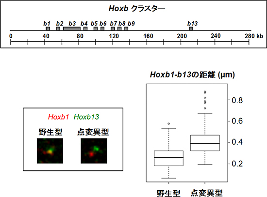 ポリコム構造体形成不全によるHoxb遺伝子群領域のクロマチン構造の緩みの図