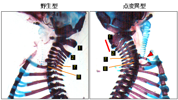 点変異型マウスで起こった体節の運命変換の図