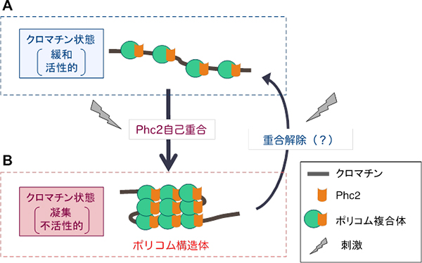 Phc2タンパク質自己重合を介したポリコム複合体による遺伝子発現制御モデルの図