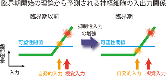 子どもの脳の発達 臨界期 敏感期 早期教育で知能は大きく伸びるのか 講談社 A新書 榊原 洋一 本 通販 Amazon