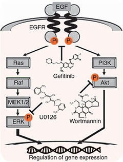 Schematic of the regulation of gene expression