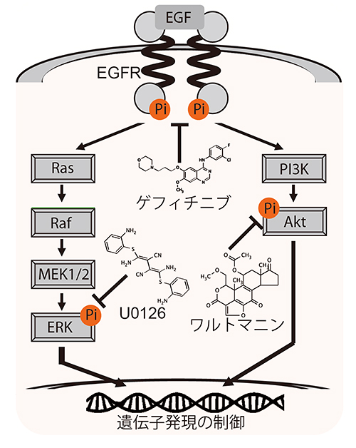 本研究で用いた抗がん剤の標的となる情報伝達経路の図