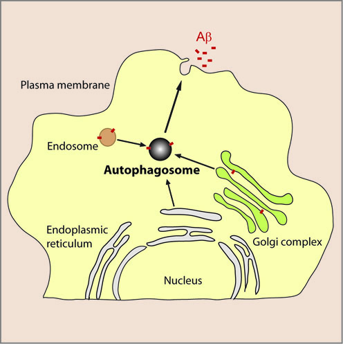Figure showing the role of autophagy in Aβ secretion from neurons