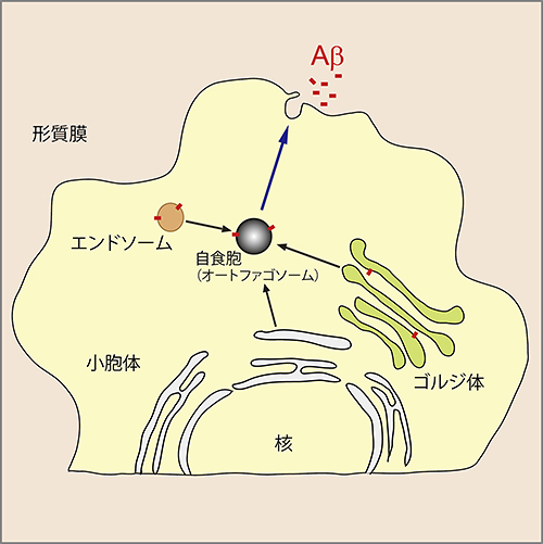 今回発見した細胞の自食の新たな機能の図