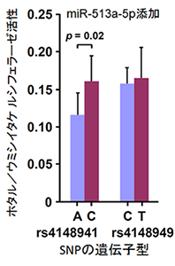 マイクロRNA (miR-513a-5p)存在下におけるCHST3 mRNA量に対する2つのSNPの影響の図