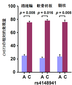 ヒト椎間板組織（繊維輪、軟骨、髄核）においてSNP rs4148941のCHST3遺伝子の発現に対する影響の図