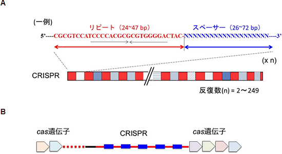 CRISPR領域とcas遺伝子の図